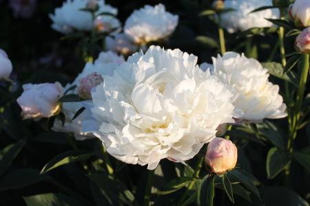 Pfingstrose White Frost, Paeonia lactiflora